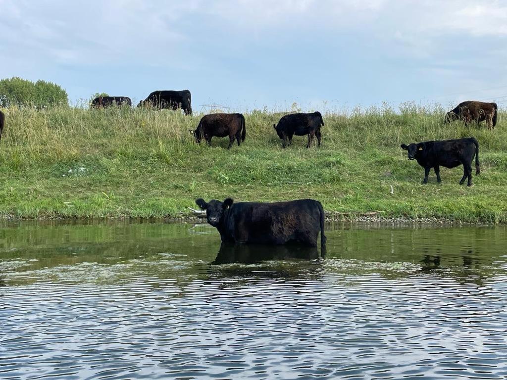 Ons Maashuisje Maaseik Esterno foto